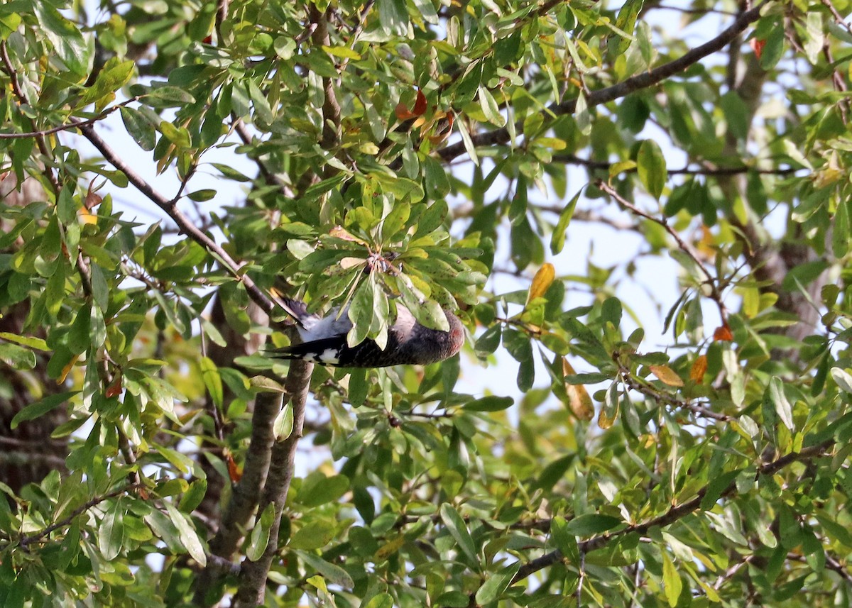 Red-headed Woodpecker - ML622724834