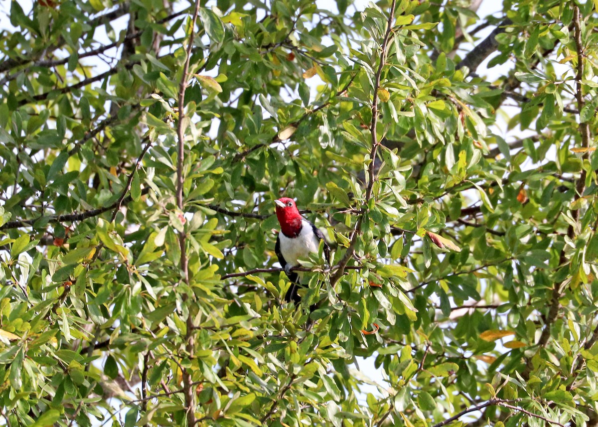 Red-headed Woodpecker - ML622724835