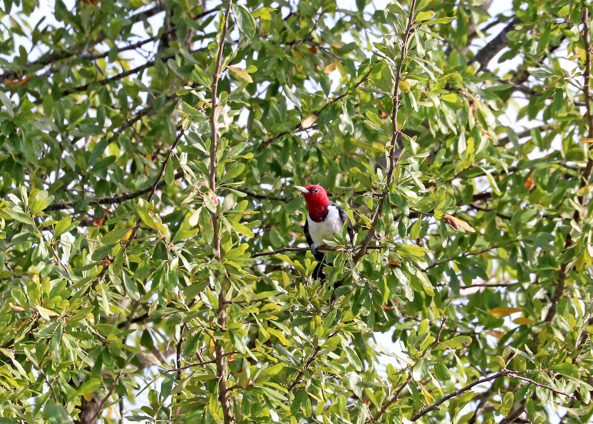 Red-headed Woodpecker - ML622724836