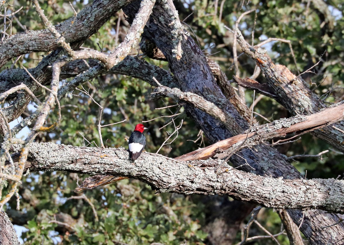 Red-headed Woodpecker - ML622724837