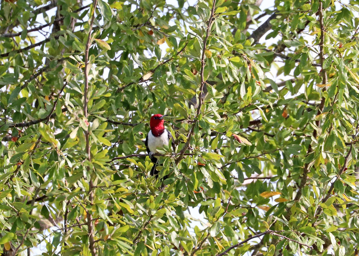 Red-headed Woodpecker - ML622724838