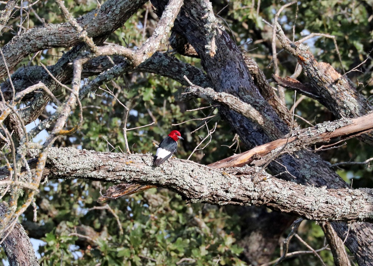 Red-headed Woodpecker - ML622724839