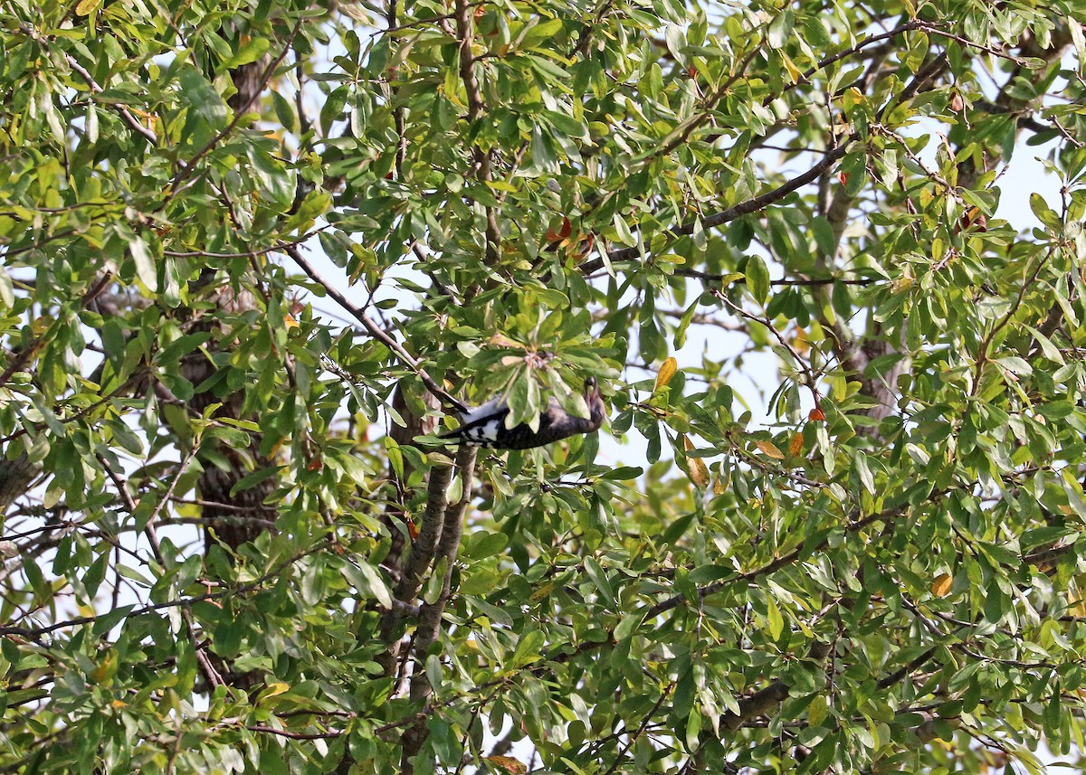 Red-headed Woodpecker - ML622724841