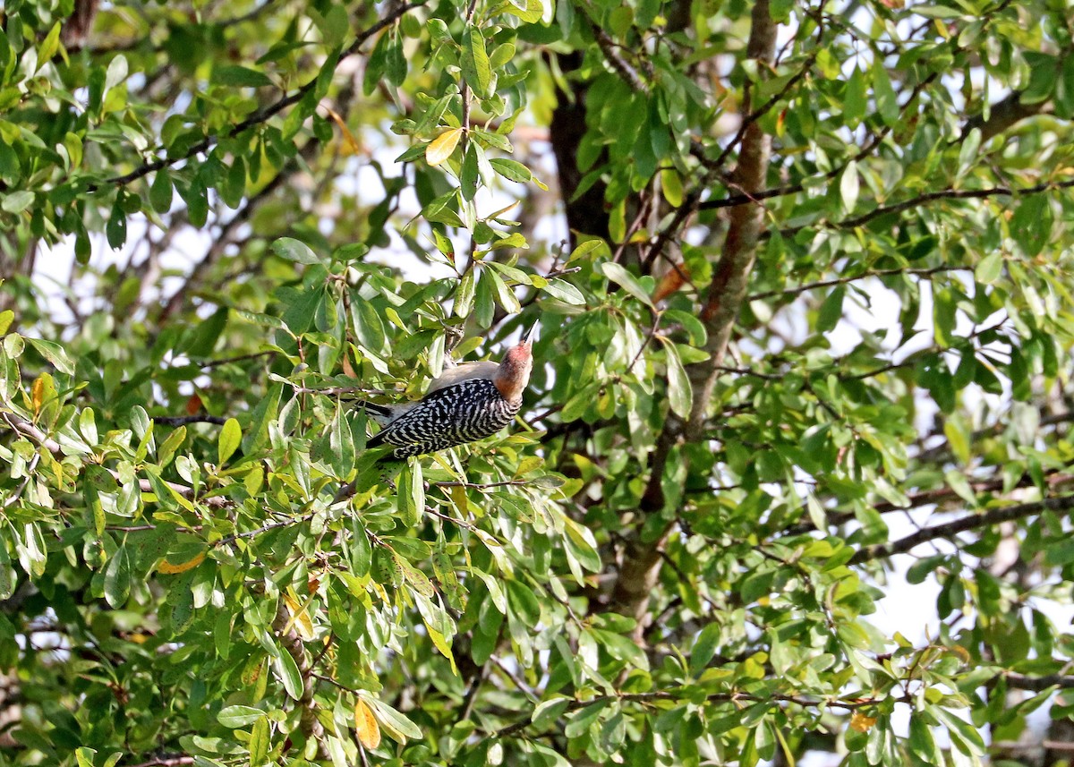 Red-bellied Woodpecker - ML622724859