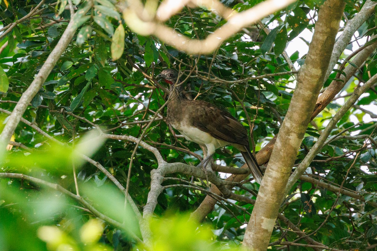 White-bellied Chachalaca - Patty and Pedro Gómez