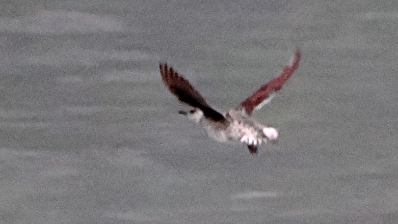 Kittlitz's Murrelet - steve b