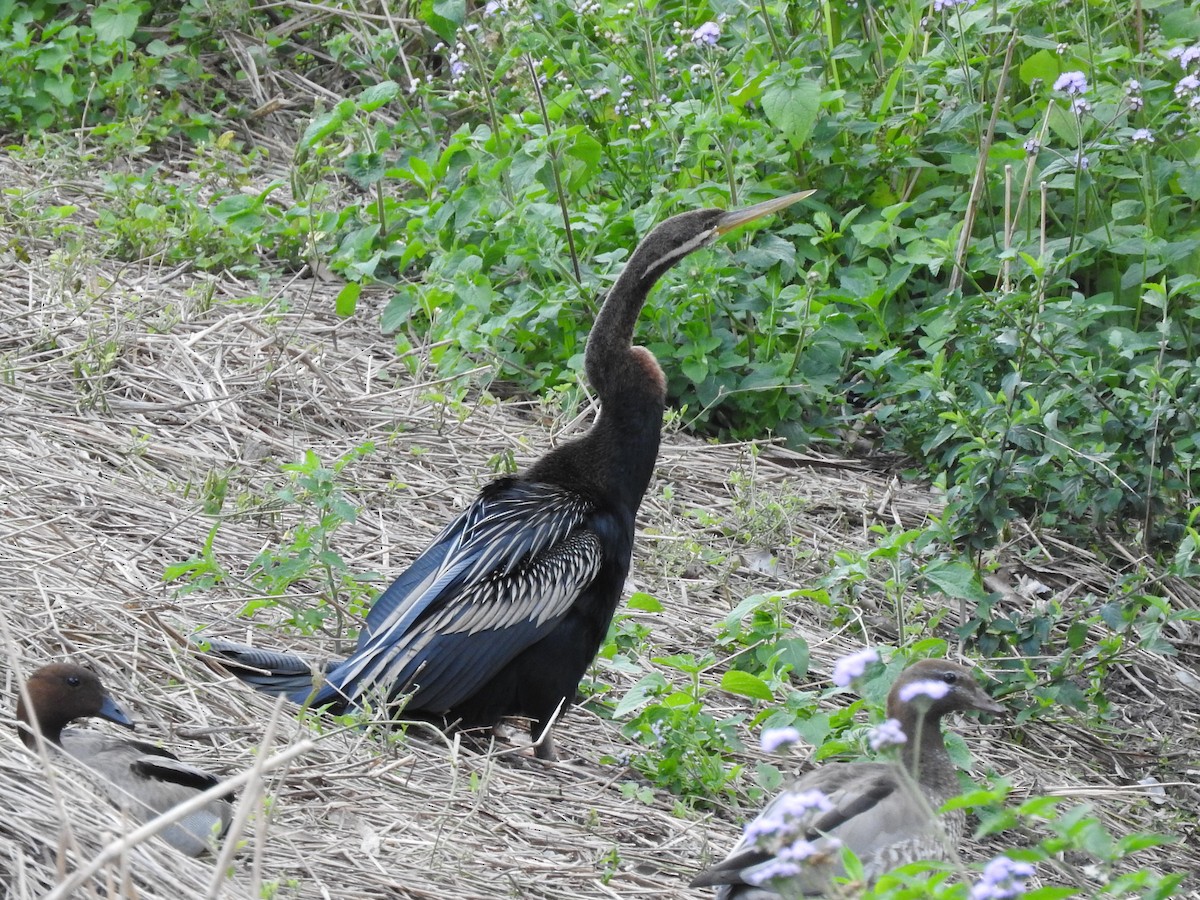 Austral-Schlangenhalsvogel - ML622724960