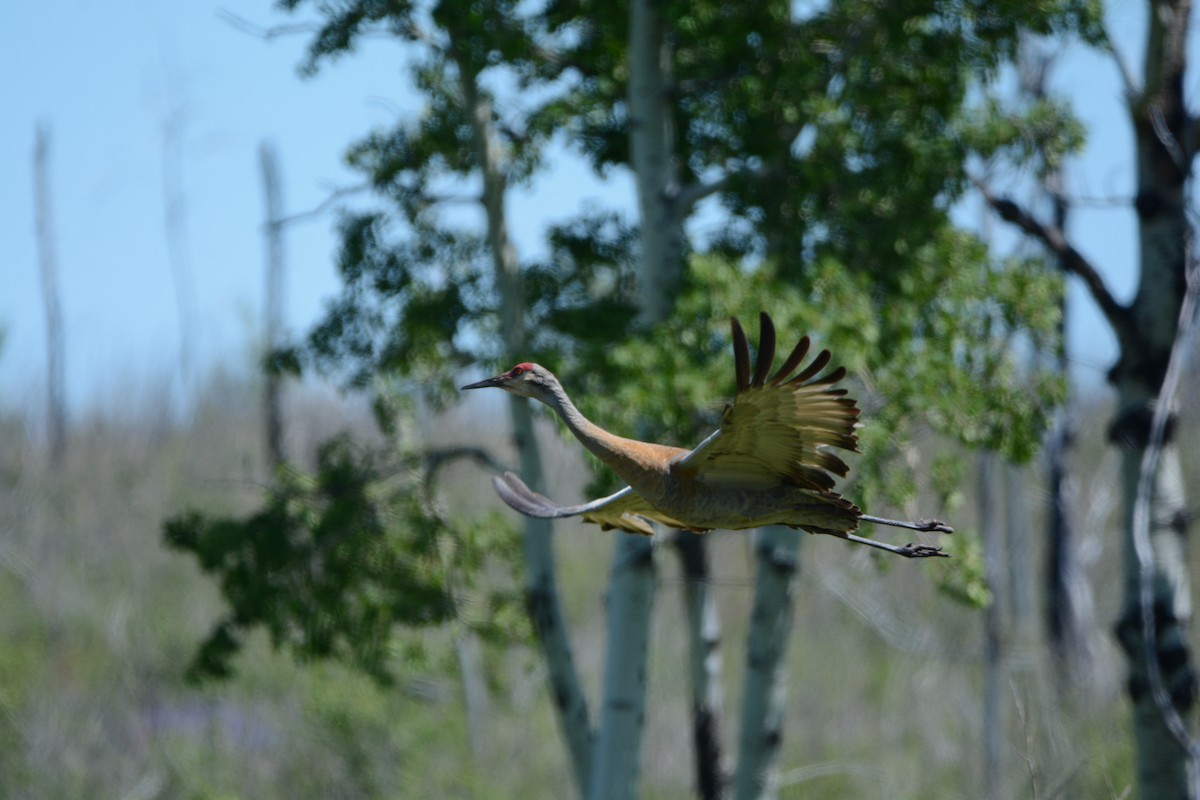 Sandhill Crane - ML622725032