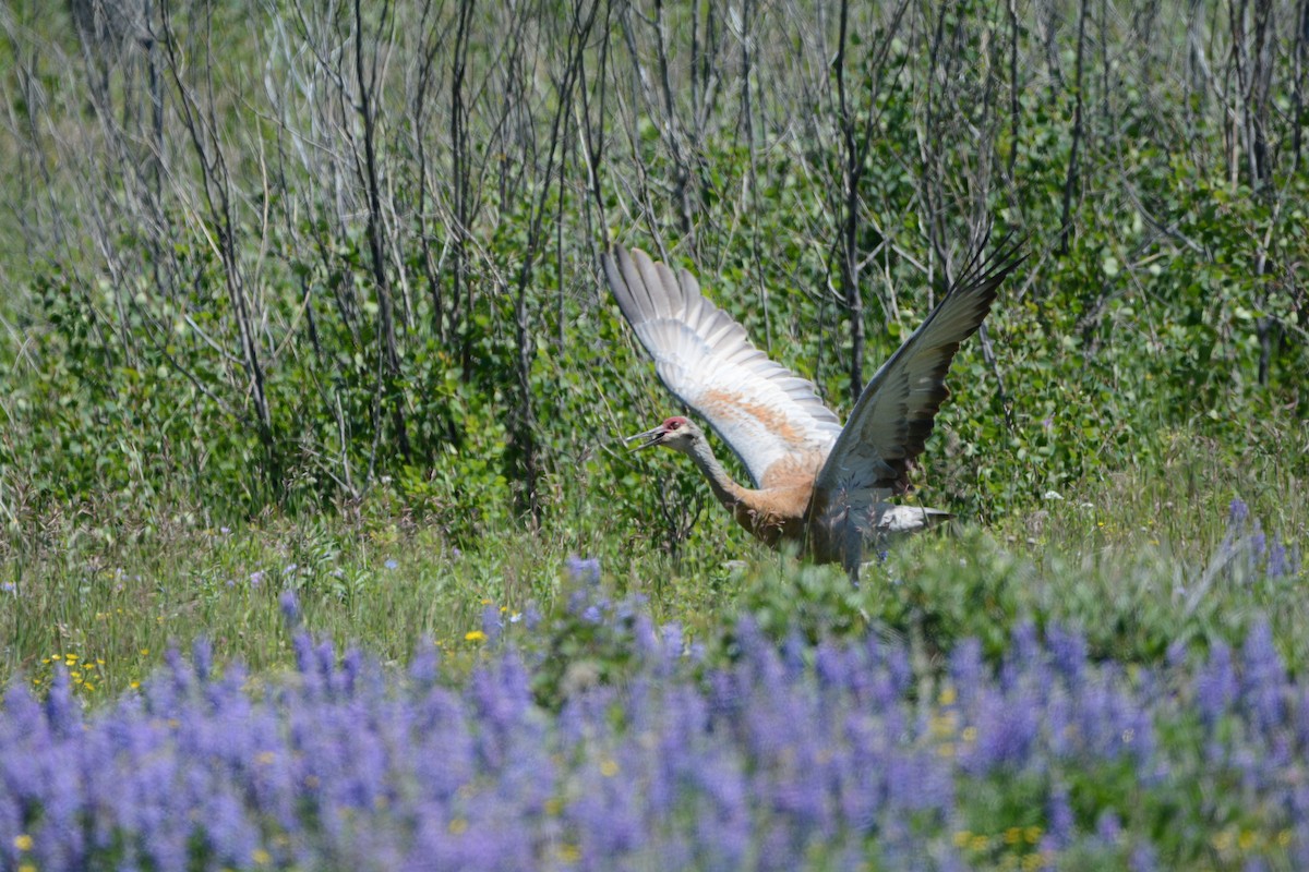 Sandhill Crane - ML622725033