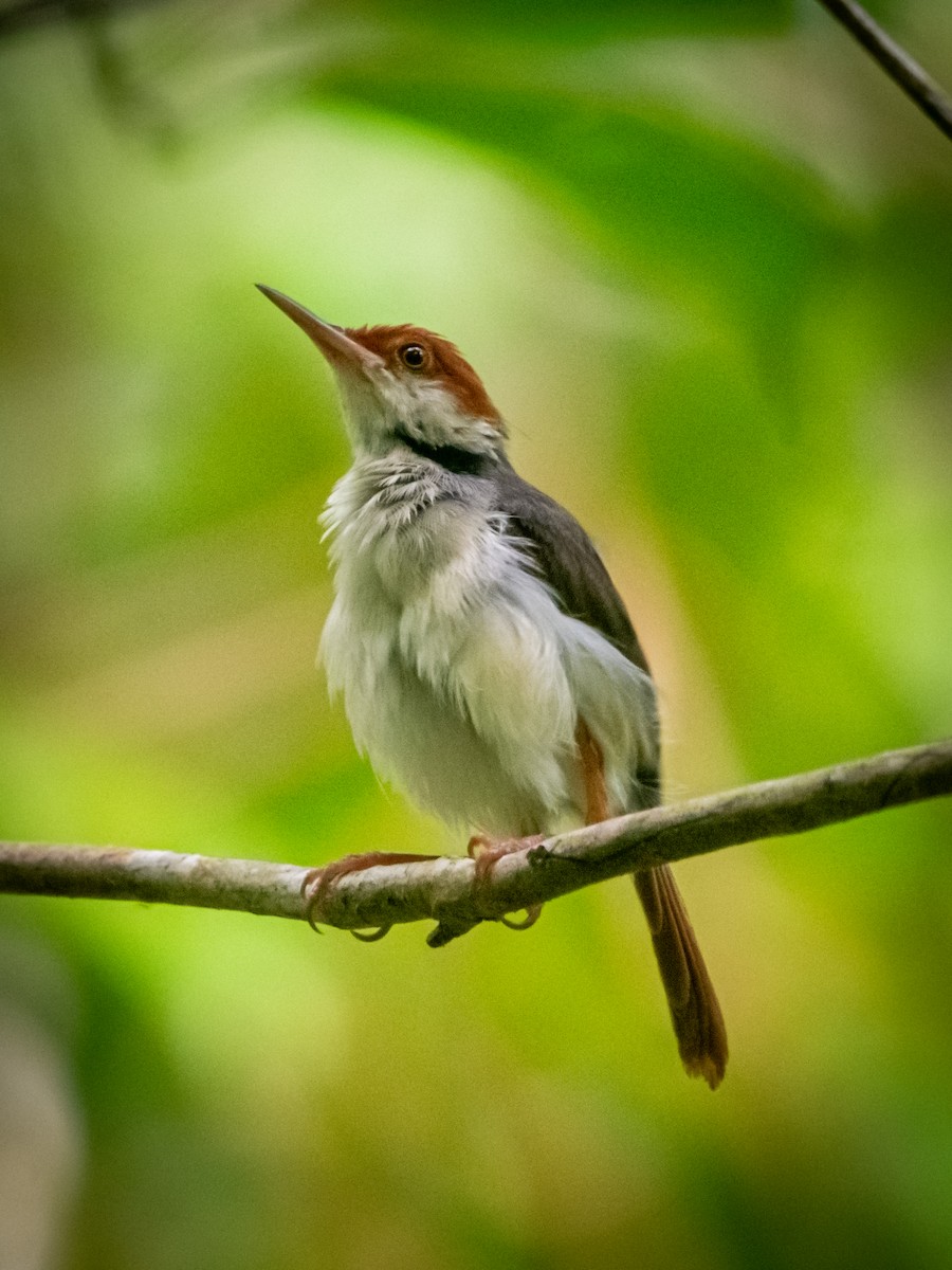 Rufous-tailed Tailorbird - ML622725068