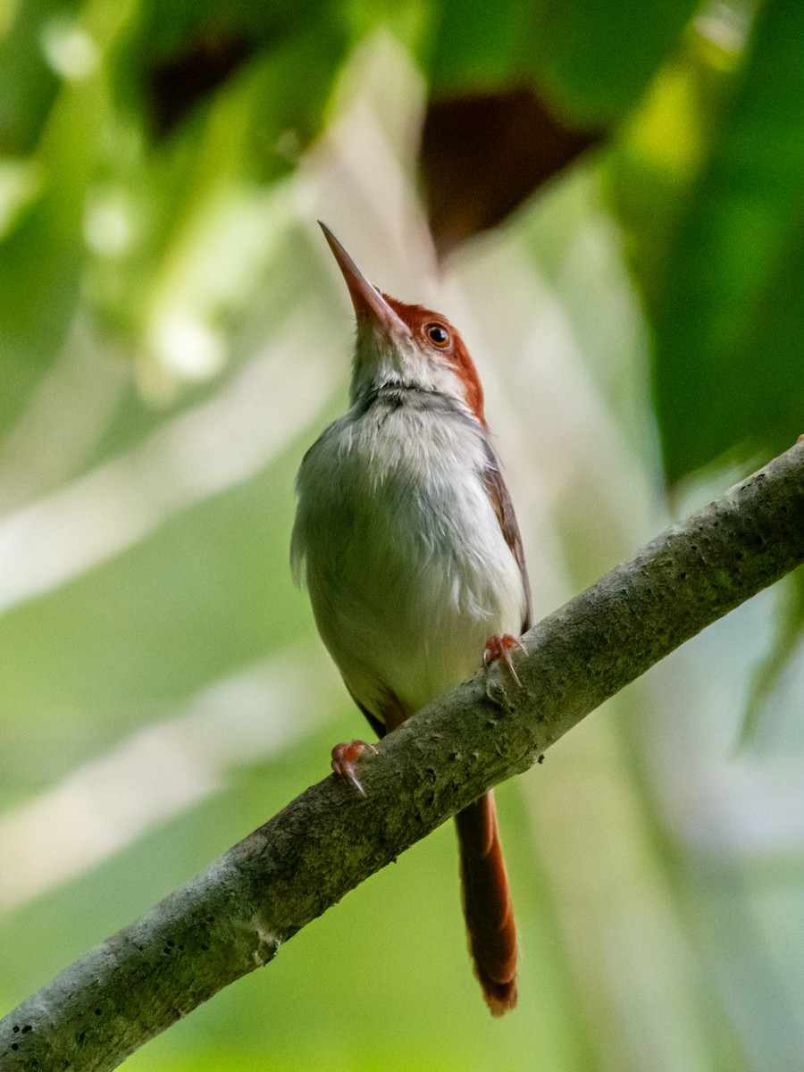 Rufous-tailed Tailorbird - ML622725069