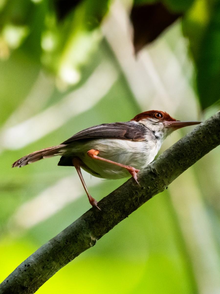 Rufous-tailed Tailorbird - ML622725070