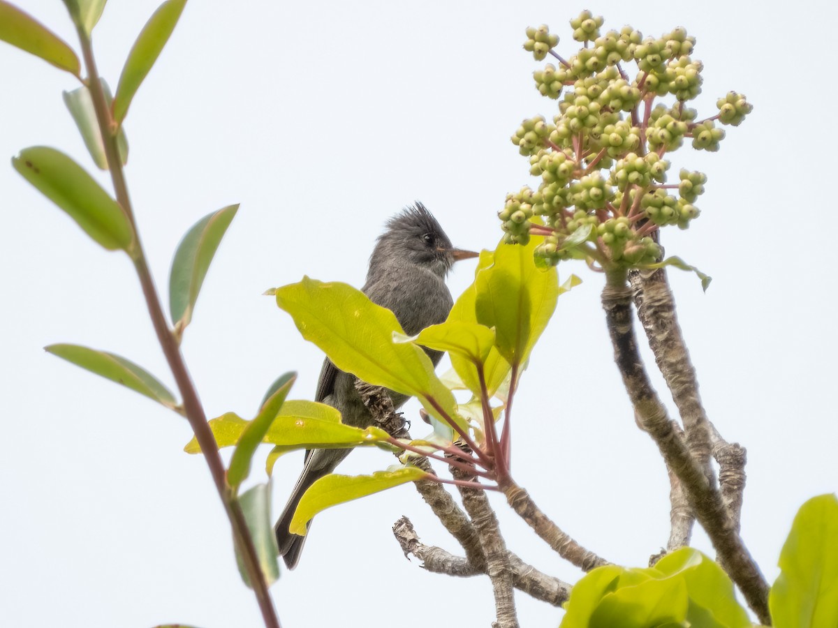 Dark Pewee - ML622725079