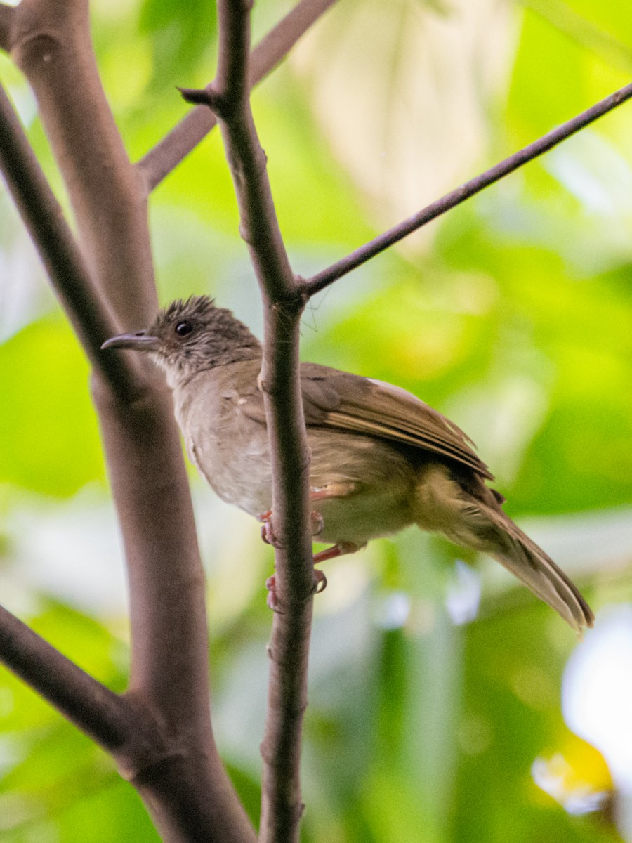 Ashy-fronted Bulbul - ML622725089