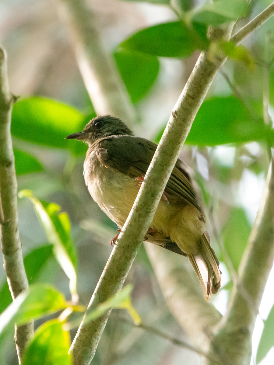 Ashy-fronted Bulbul - ML622725090