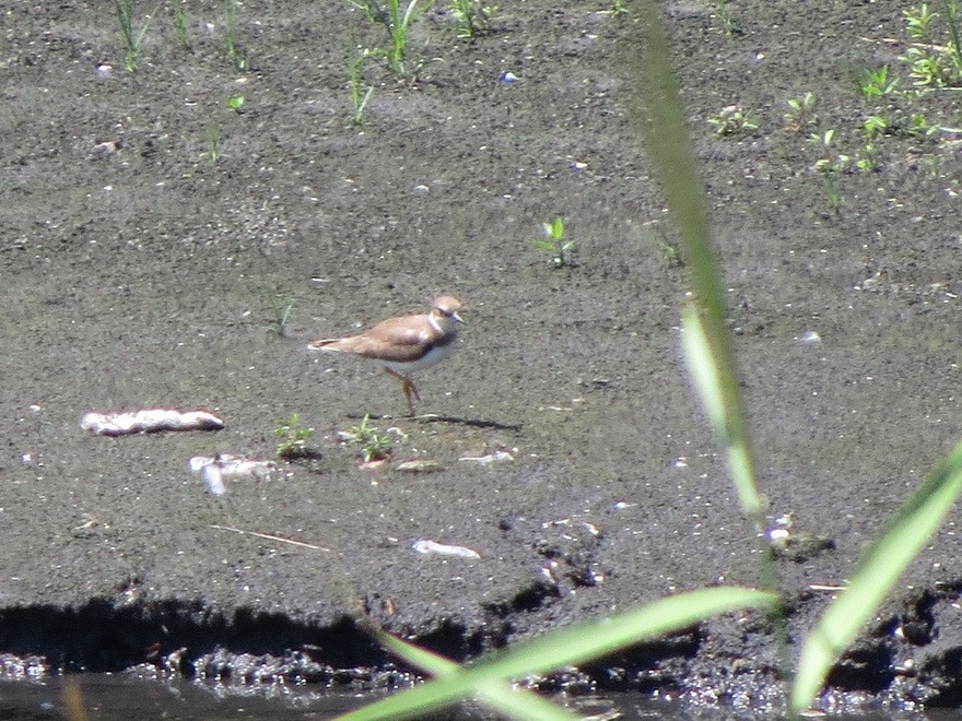 Little Ringed Plover - ML622725118