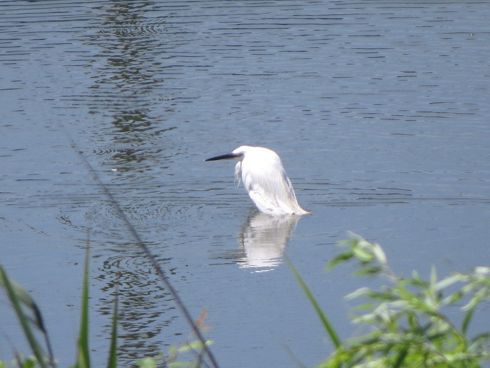 Little Egret - ML622725119