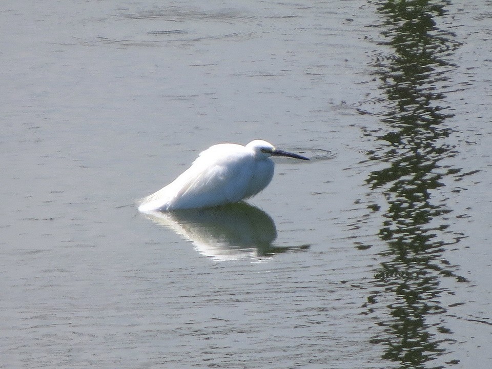 Little Egret - ML622725120