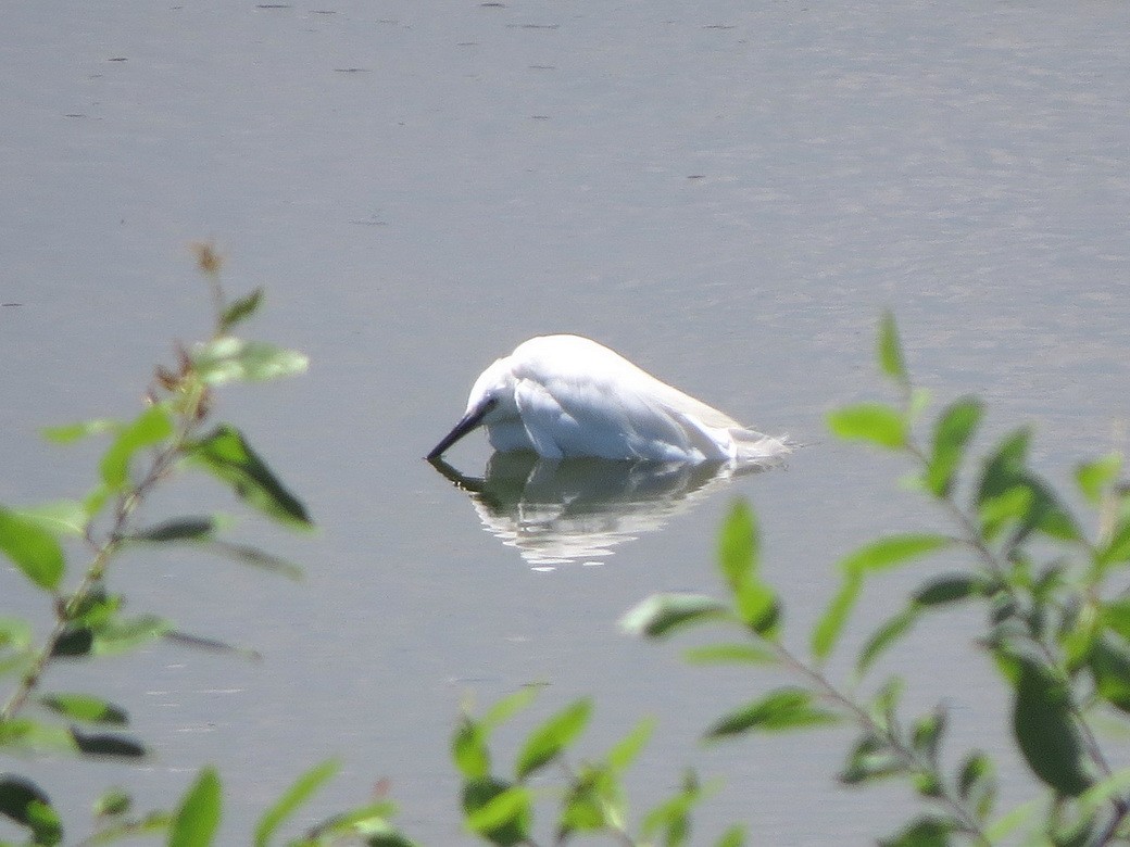 Little Egret - HITOSHI IIZUMI