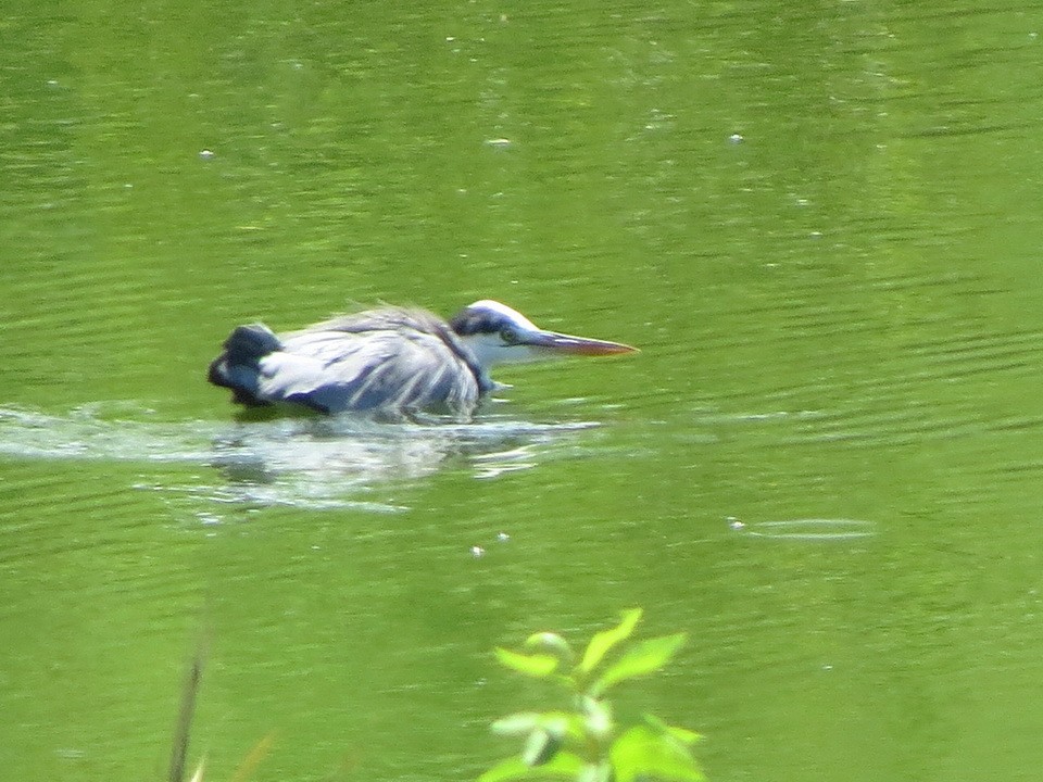 Gray Heron - HITOSHI IIZUMI