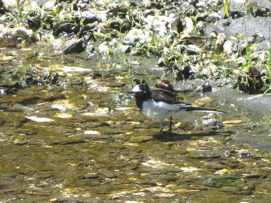 Japanese Wagtail - ML622725130