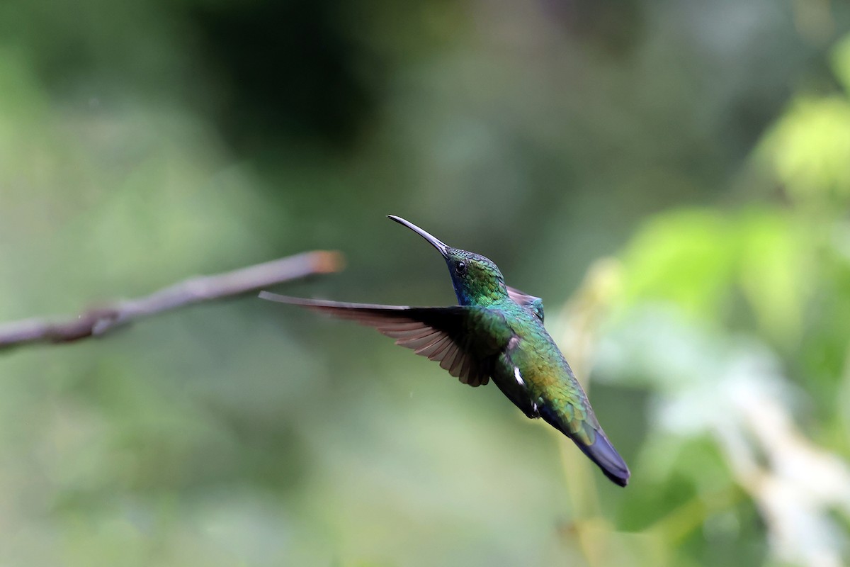 Black-throated Mango - ML622725146