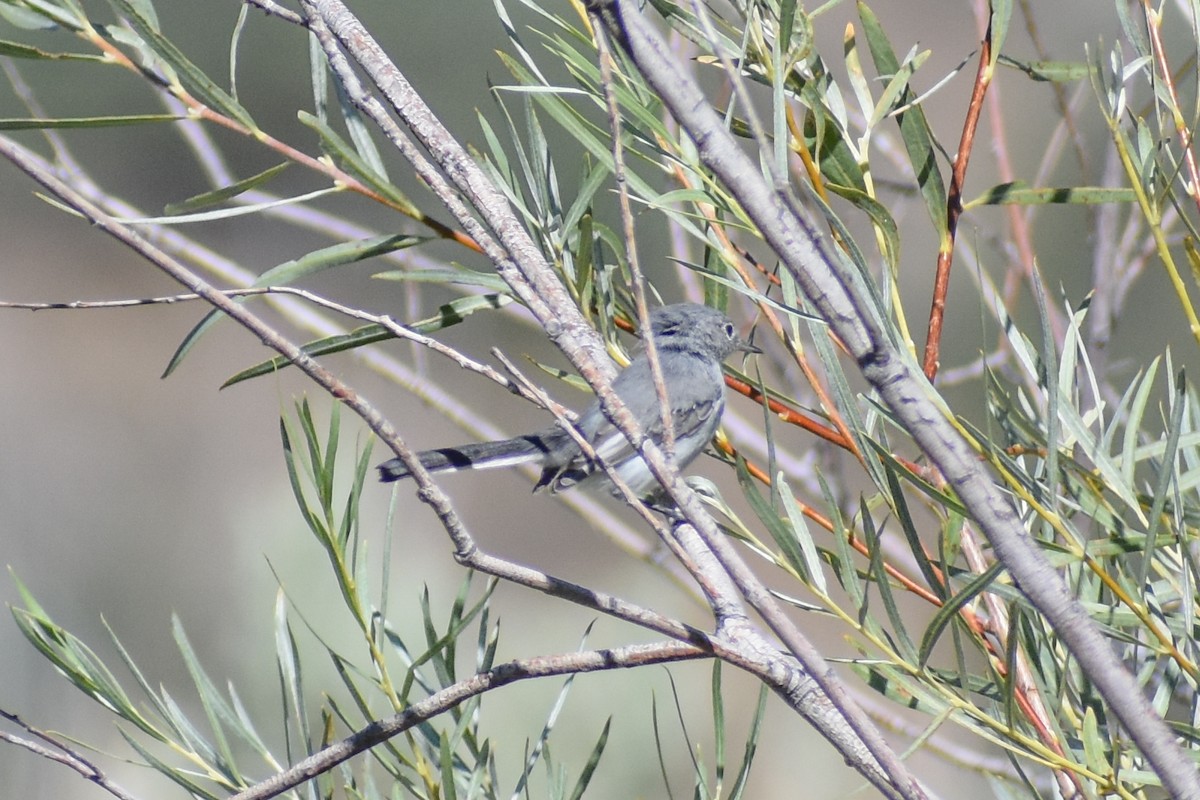 Blue-gray Gnatcatcher - ML622725161