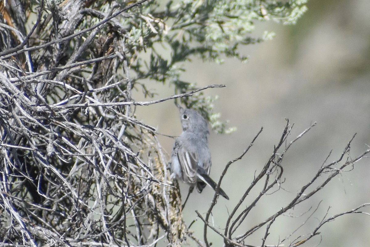 Blue-gray Gnatcatcher - ML622725163