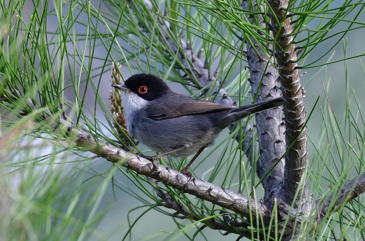 Sardinian Warbler - ML622725174