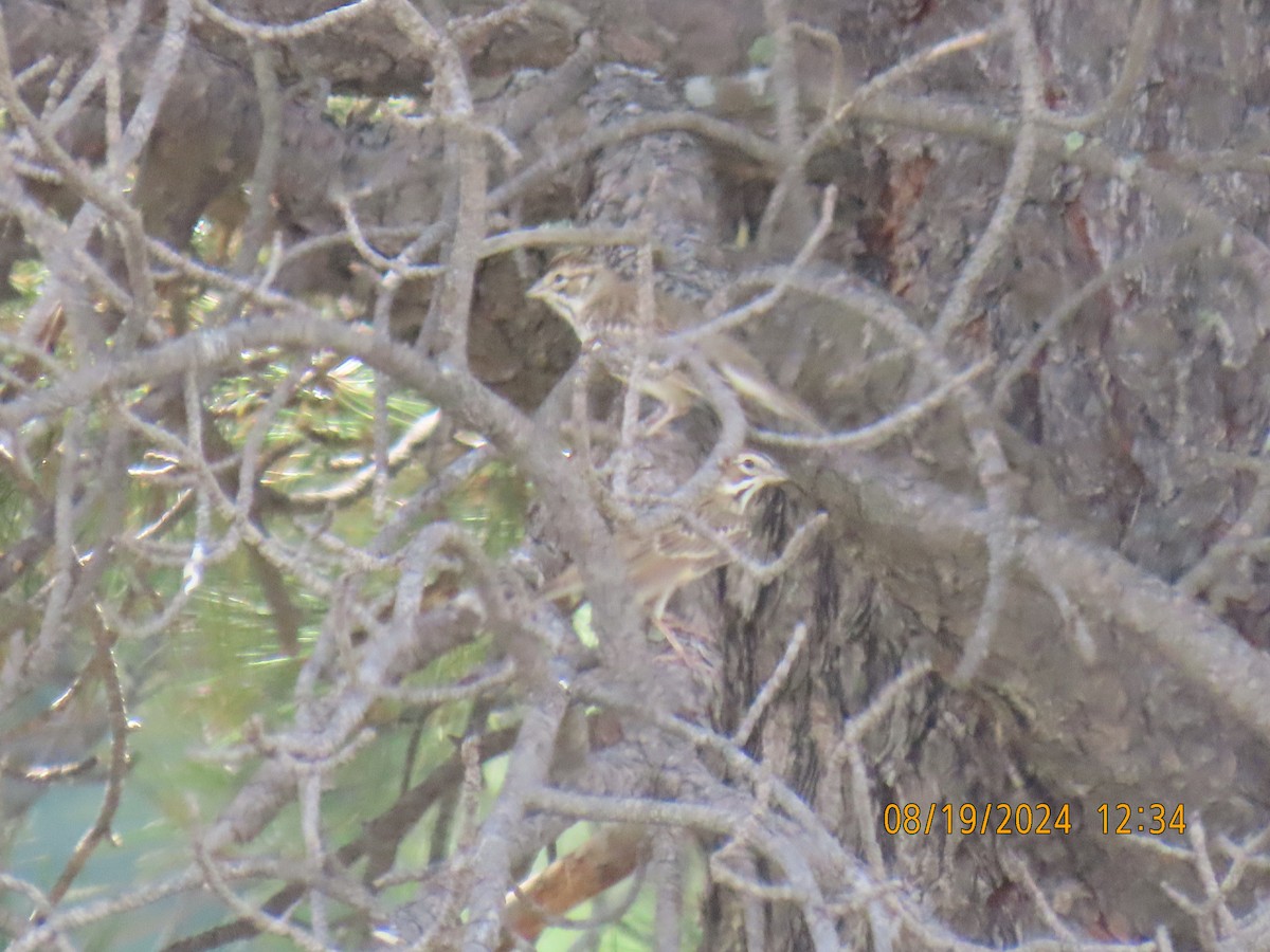 Lark Sparrow - ML622725178