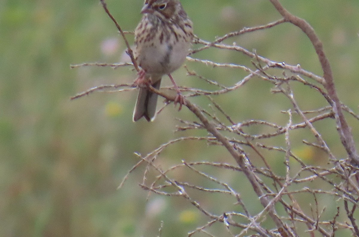 Vesper Sparrow - ML622725180