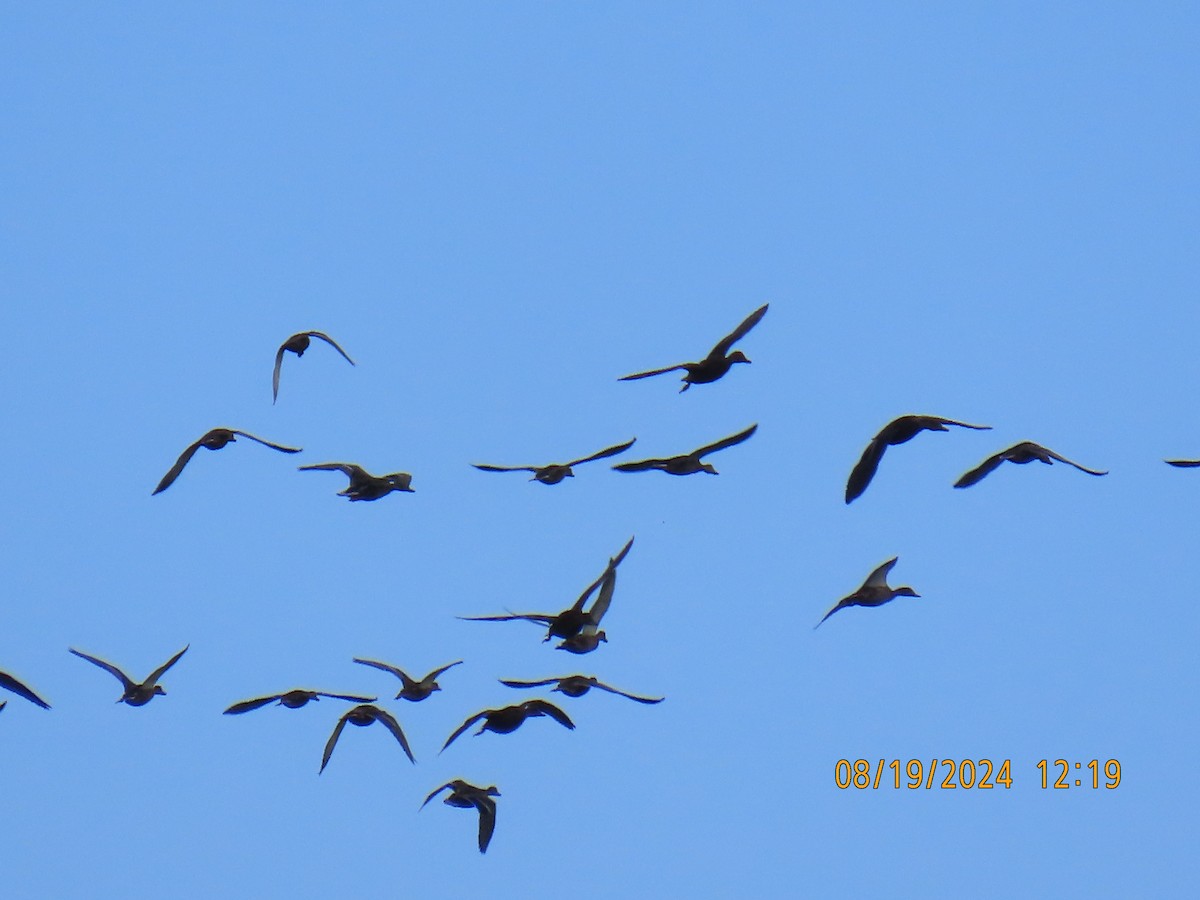 Mallard - ML622725183