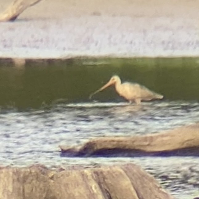 Marbled Godwit - ML622725186