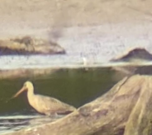 Marbled Godwit - ML622725187