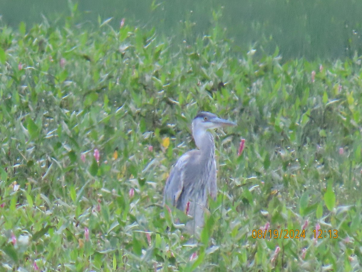 Great Blue Heron - ML622725193