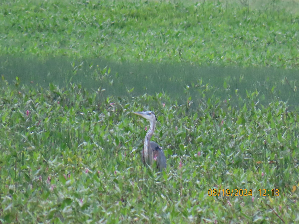 Great Blue Heron - ML622725194