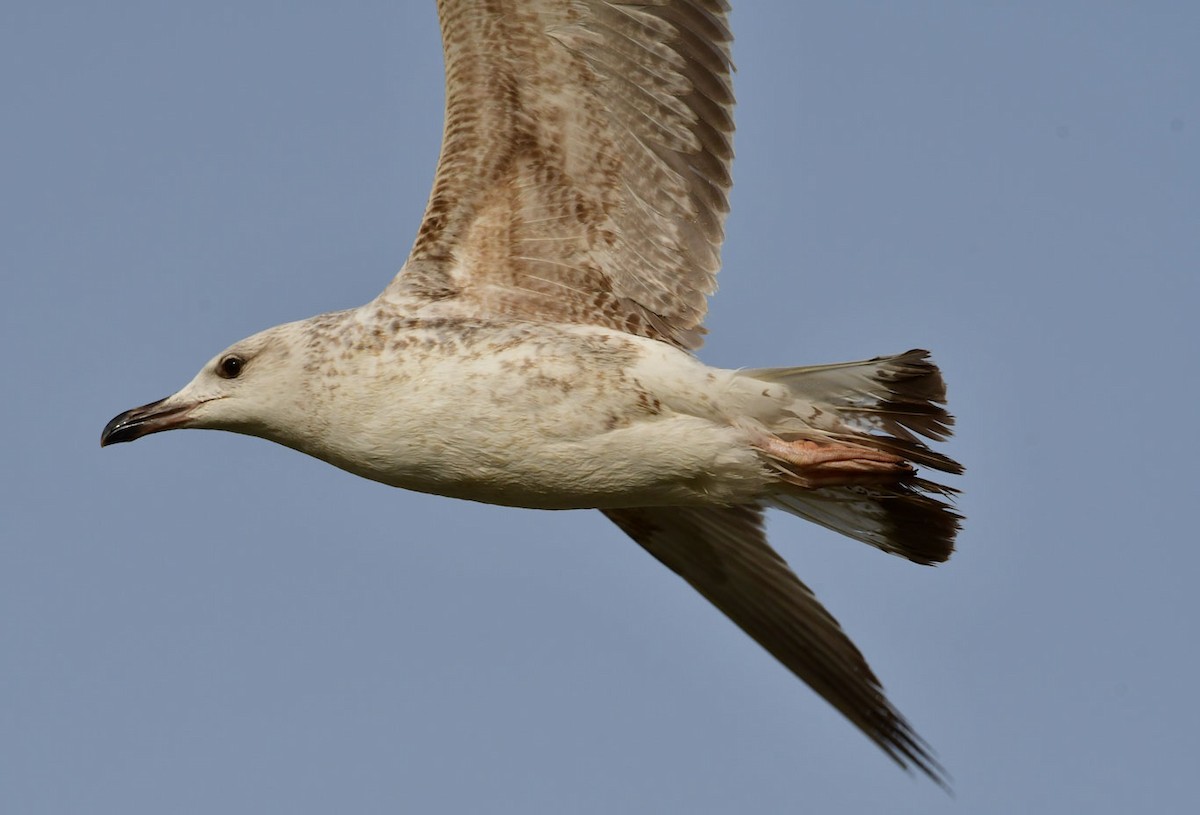 Yellow-legged Gull - ML622725195