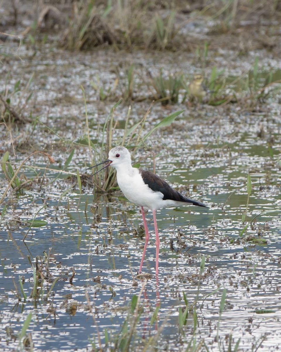 Black-winged Stilt - ML622725197