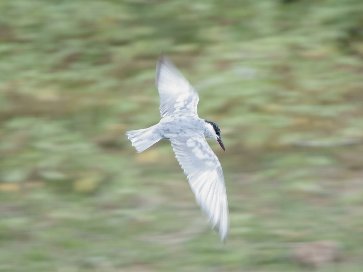 Whiskered Tern - ML622725201