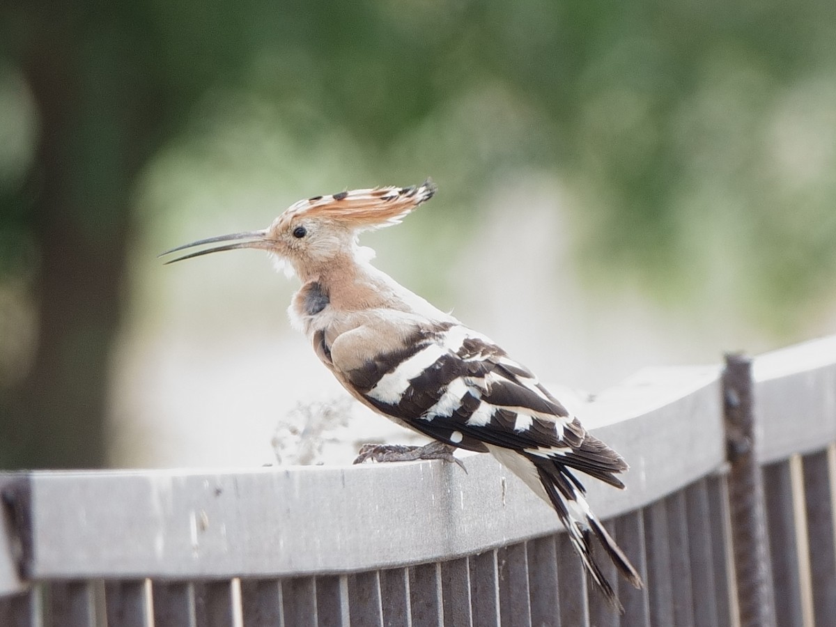 Eurasian Hoopoe - ML622725202