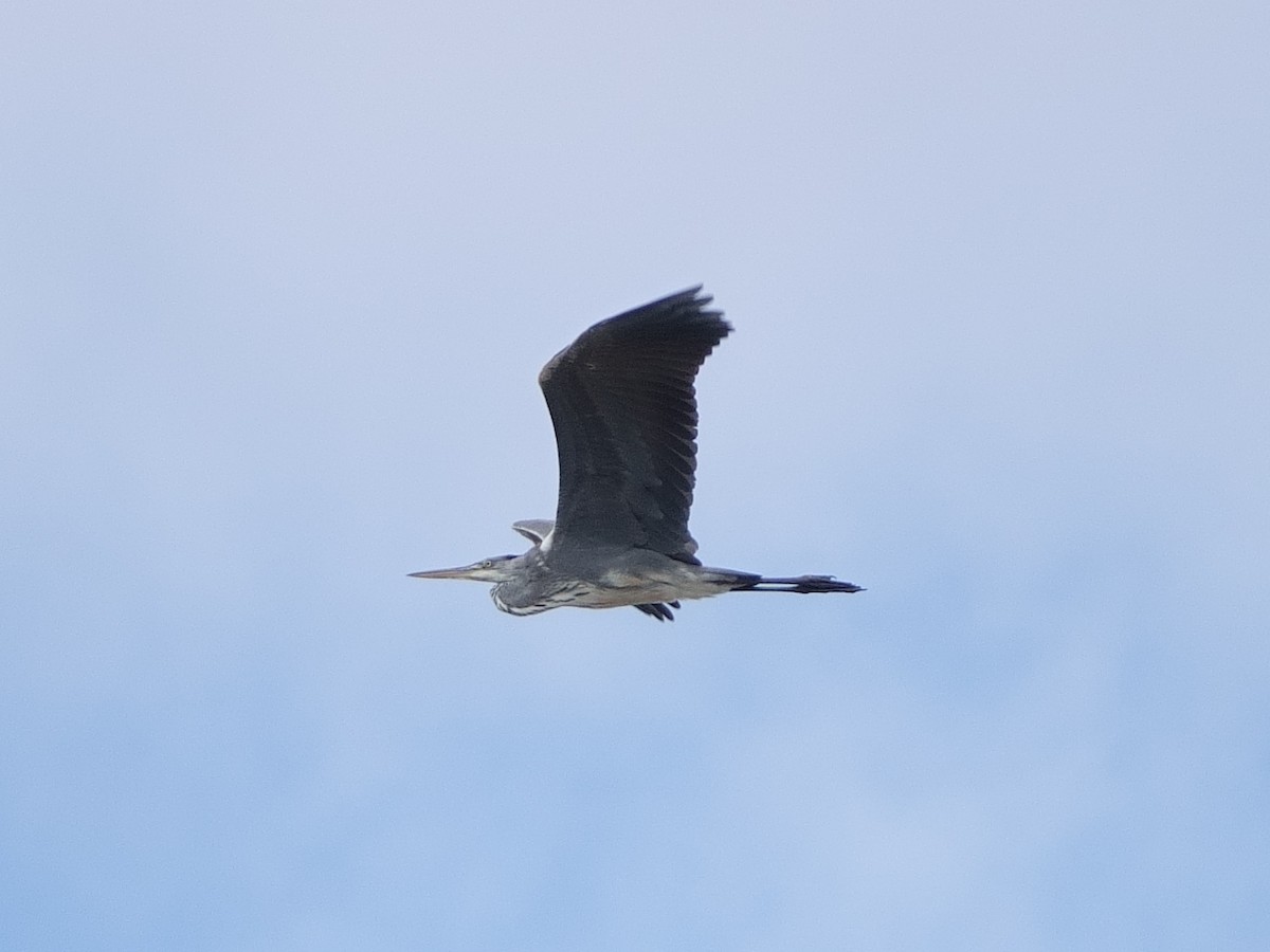 Gray Heron - ML622725203