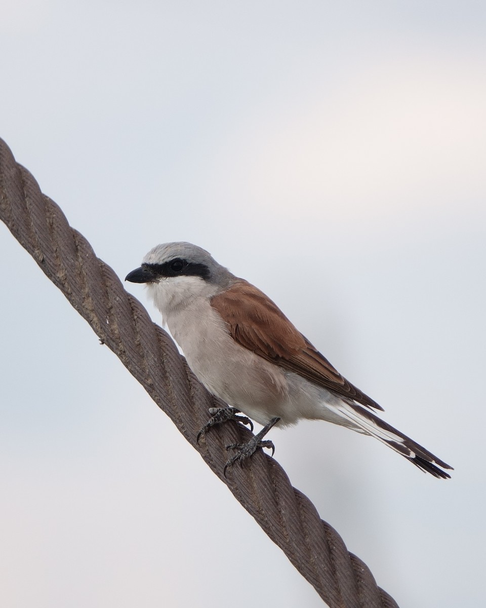 Red-backed Shrike - WILD 07