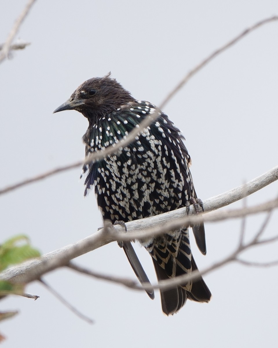 European Starling - ML622725208