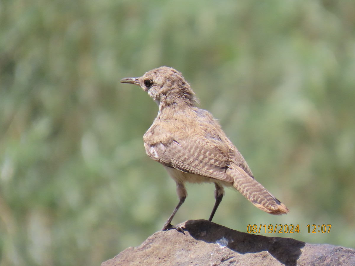 Rock Wren - ML622725209