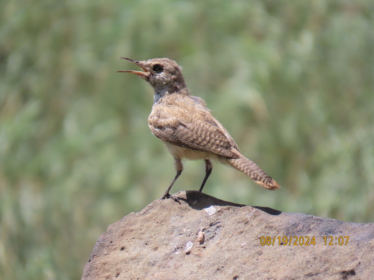 Rock Wren - ML622725210