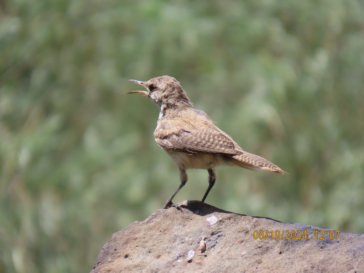 Rock Wren - ML622725211