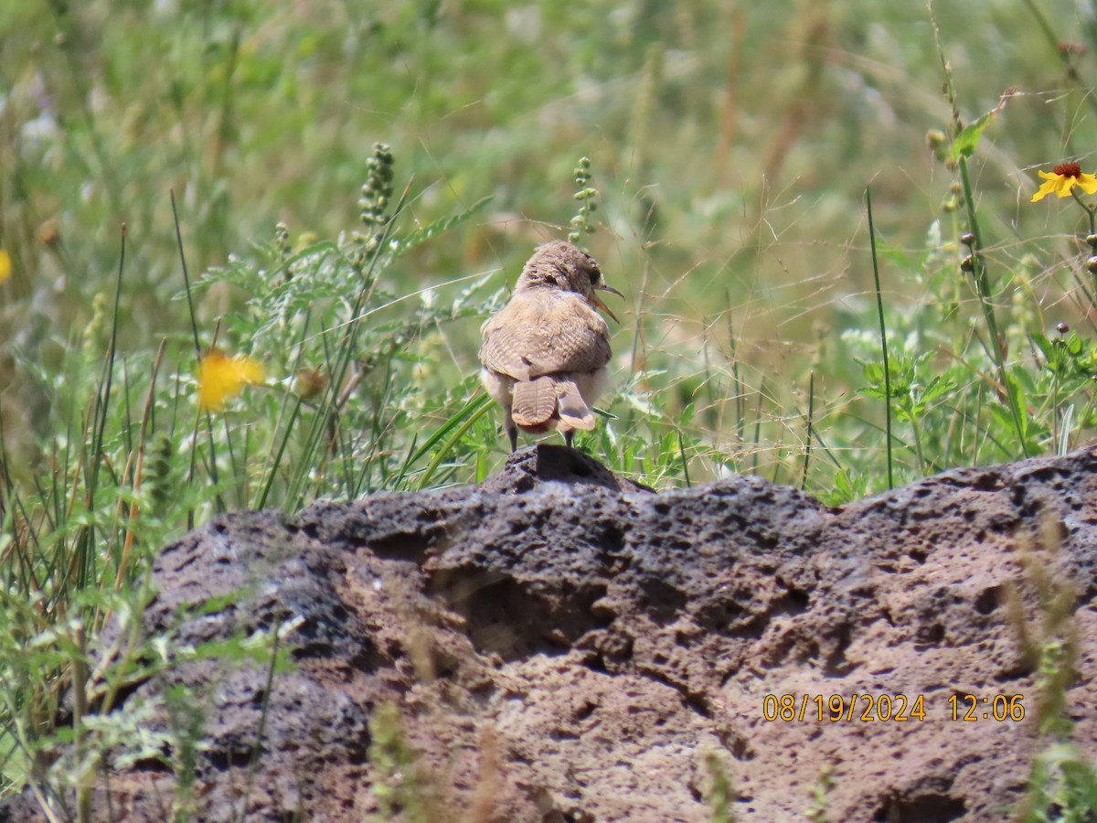 Rock Wren - ML622725213