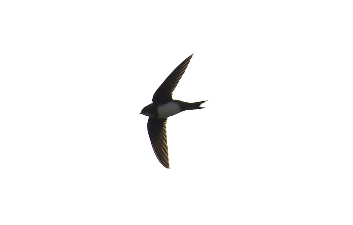 Alpine Swift - ML622725229