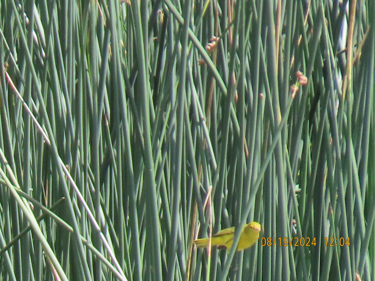 Yellow Warbler - ML622725231