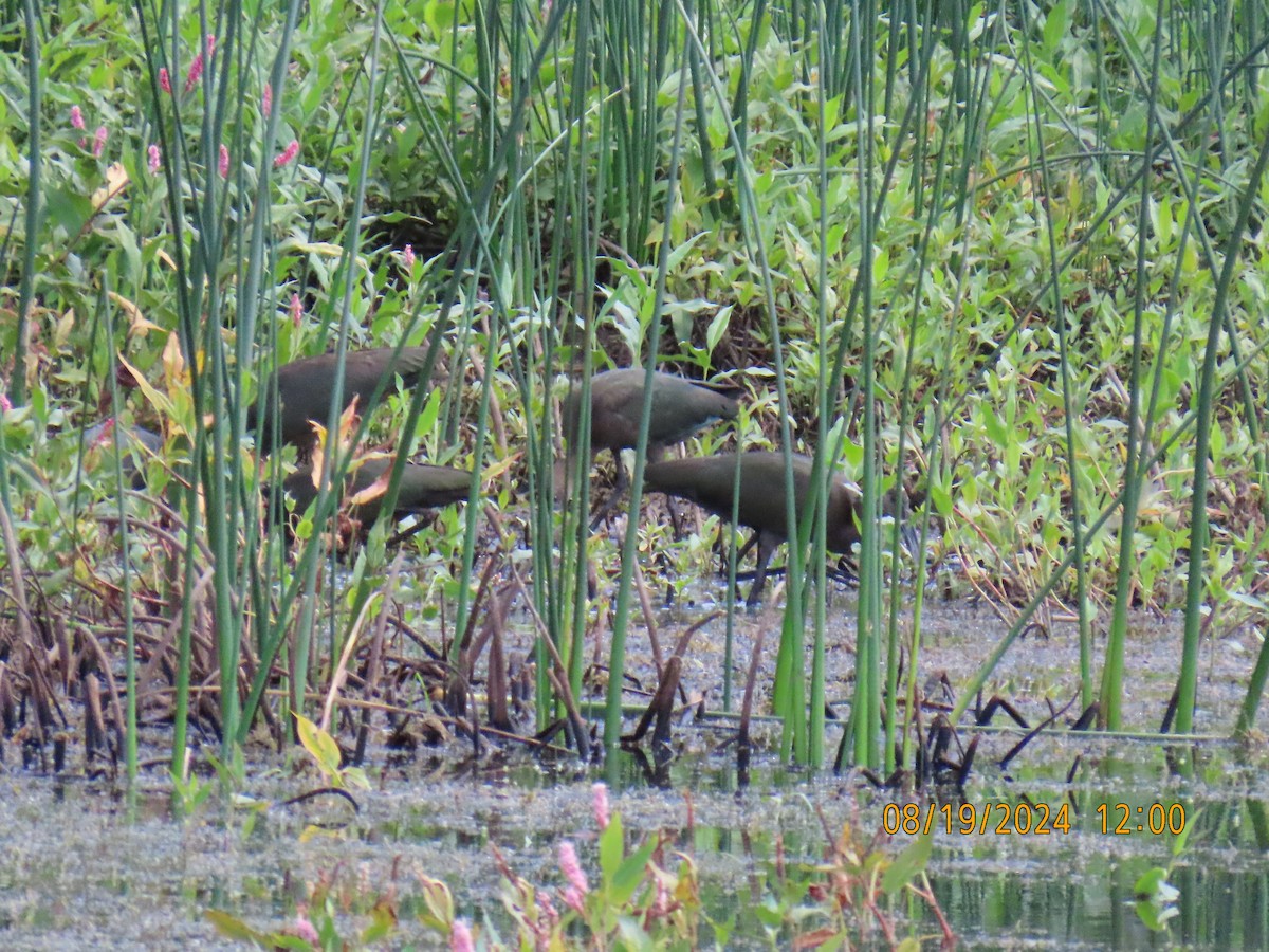 White-faced Ibis - ML622725235